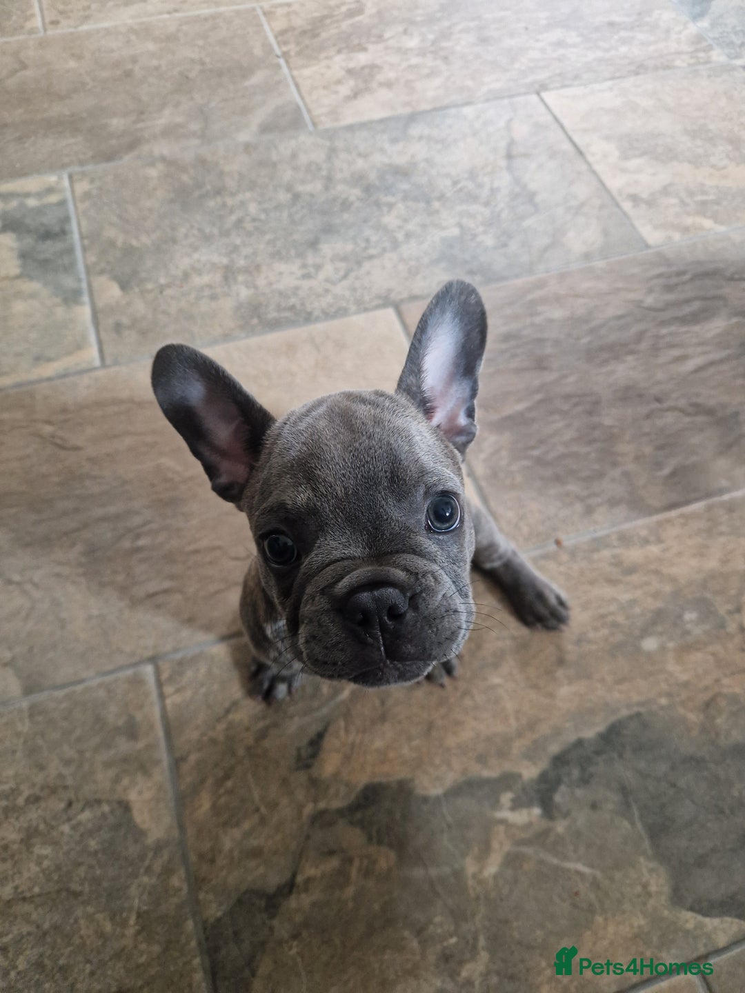 French Bulldog dogs for sale: Blue brindle French bulldog pup - Image 5