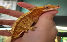 Gecko reptiles for sale: Various Crested Geckos for Sale - Image 2