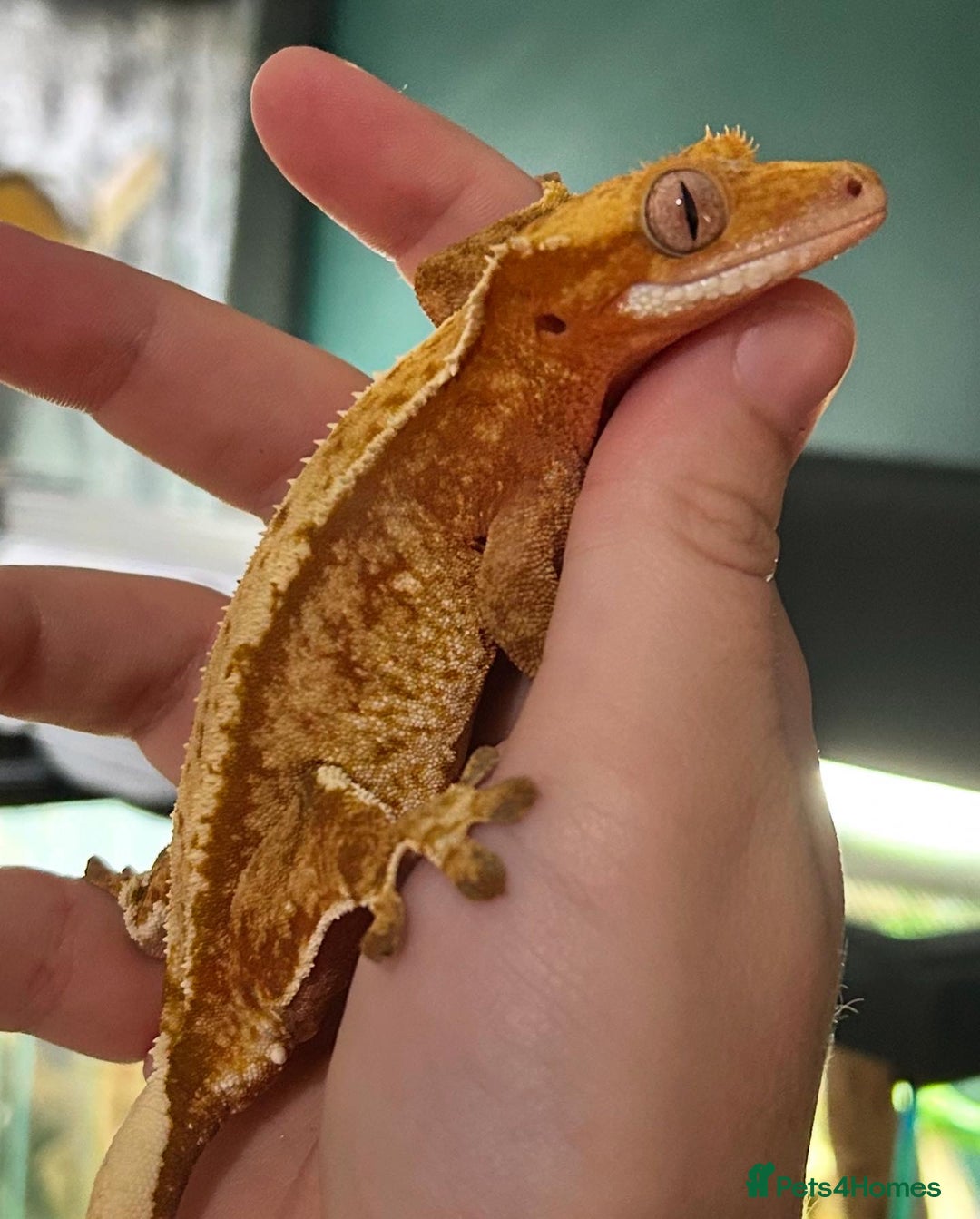 Gecko reptiles for sale: Various Crested Geckos for Sale - Image 2