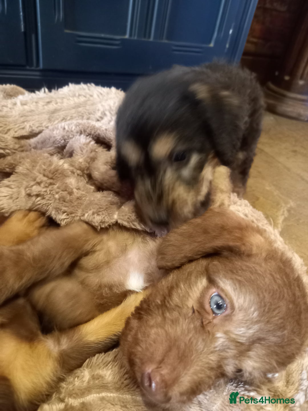 Bedlington Terrier dogs for sale: 7/8 Bedlington 1/8 whippet puppies  - Advert 27