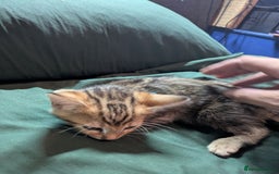 Mixed Breed cats for sale: Have two male and 2 female kittens   - Image 11