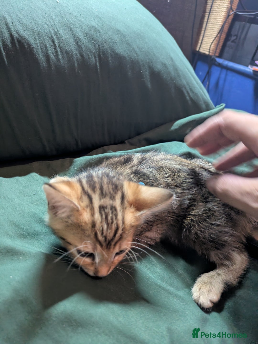 Mixed Breed cats for sale: Have two male and 2 female kittens   - Image 11