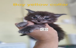 Maine Coon cats for sale: Absolutelly gorgeous kittens  - Image 2