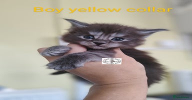 Maine Coon cats - Advert 2