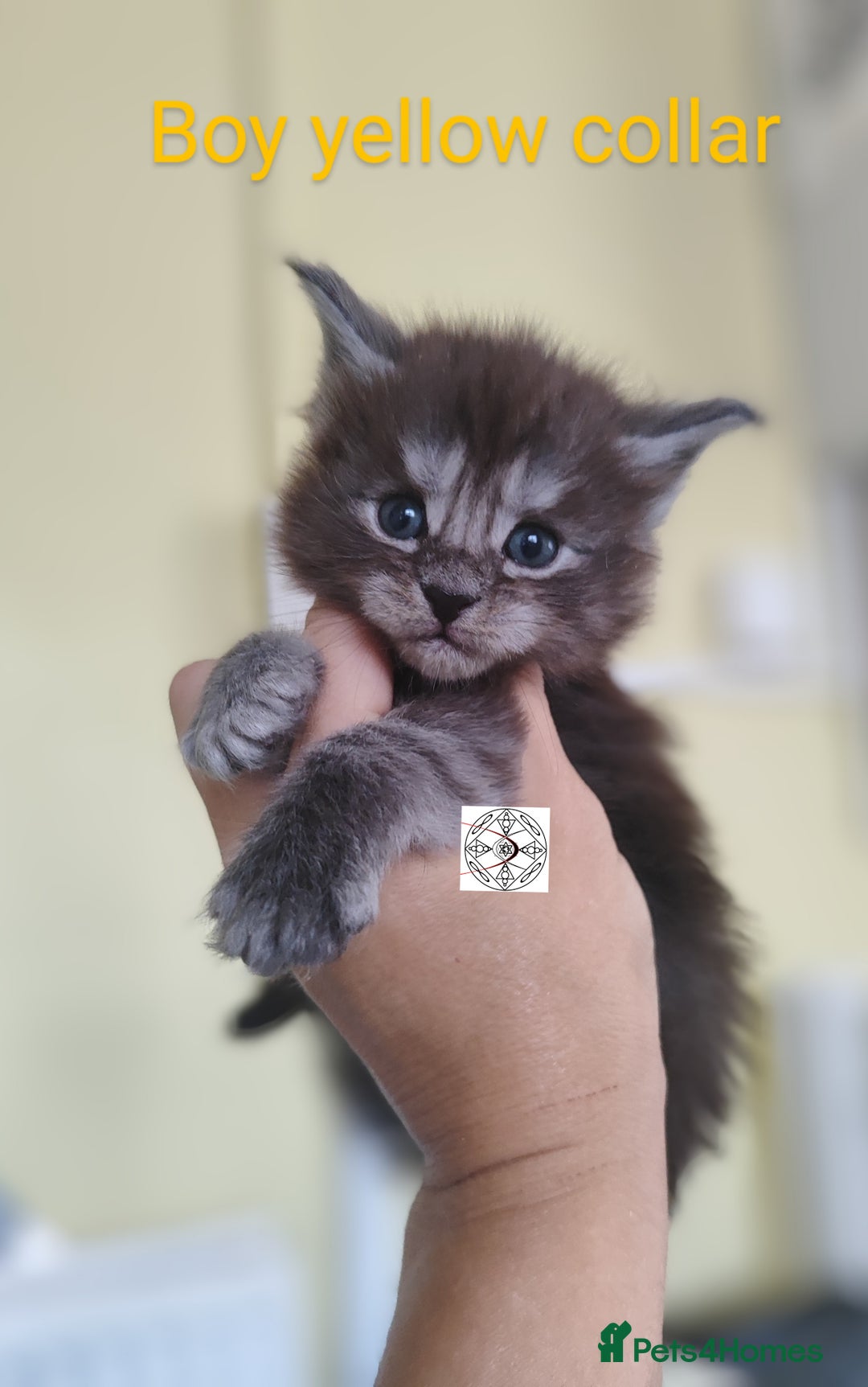 Maine Coon cats for sale: Absolutelly gorgeous kittens  - Image 2