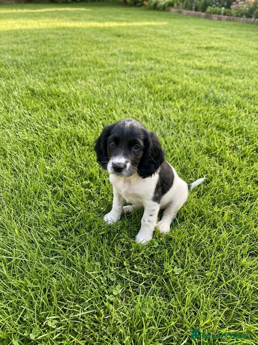 English Springer Spaniel dogs Springer spaniel dog pup ready to go  - Advert 1