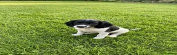 English Springer Spaniel dogs for sale: Springer spaniel dog pup ready to go  - Advert 1