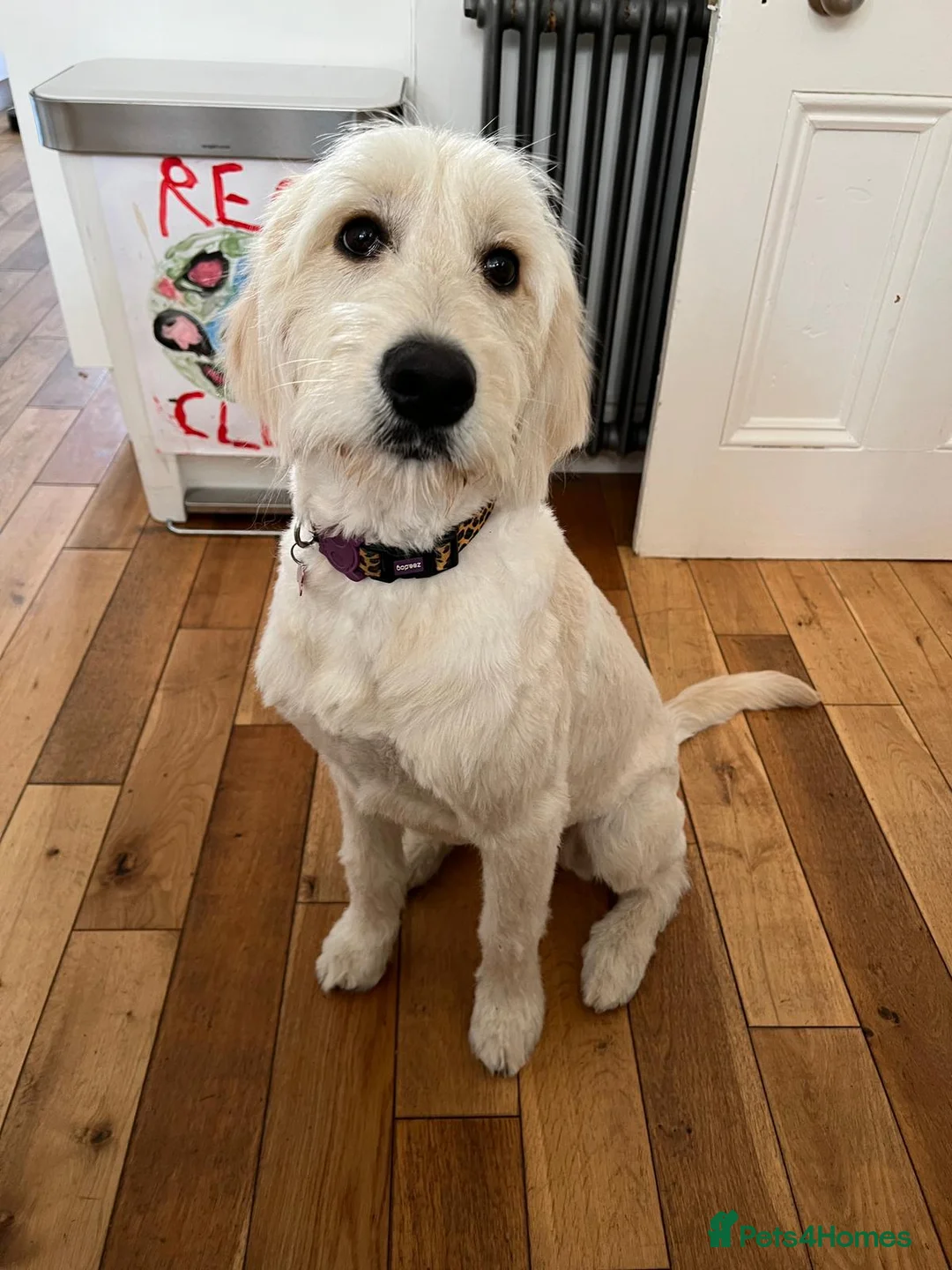 Golden Retriever dogs for stud: A proven gorgeous Golden Retriever for stud in Haywards Heath - Advert 5