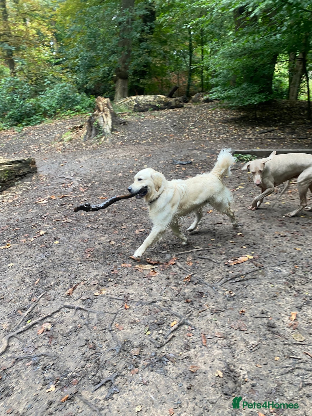 Golden Retriever dogs for stud: ORLAGOLD MAJOR TOM (Ziggy) - Advert 8