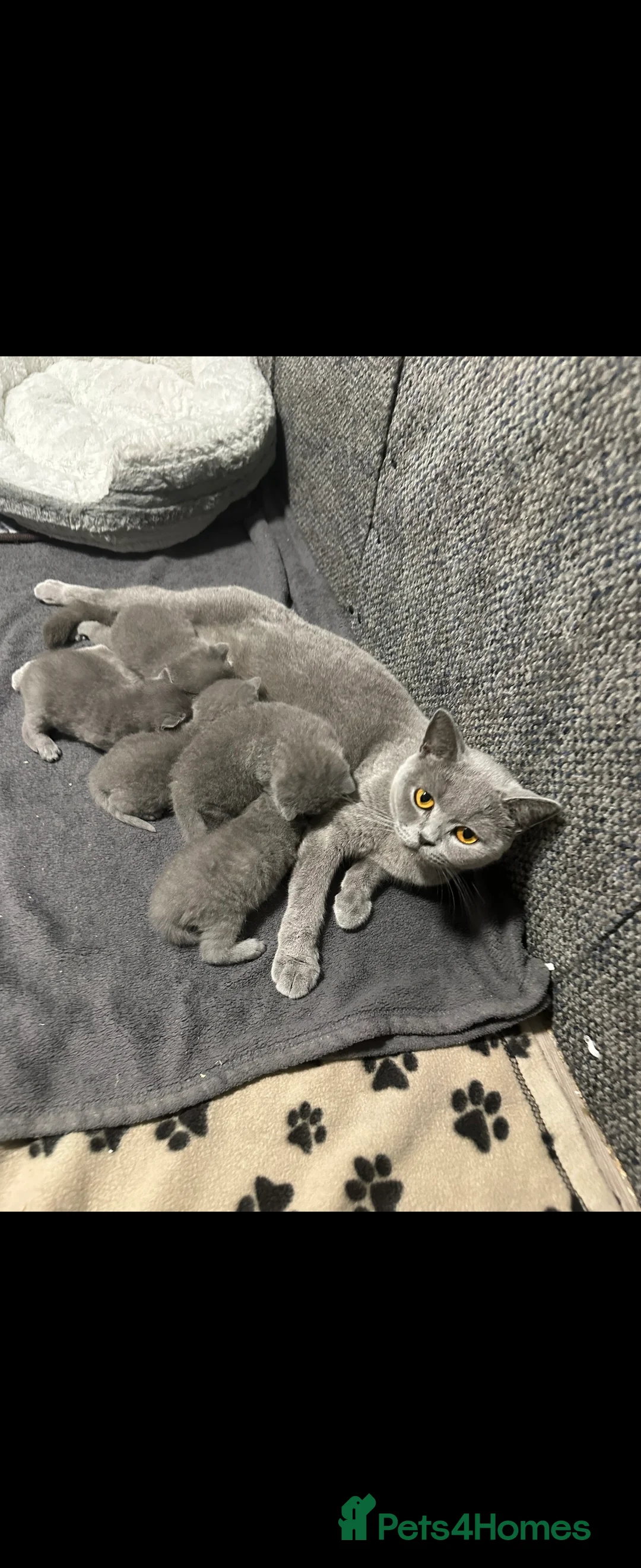 British Shorthair cats for sale: British short hair kittens  - Advert 12