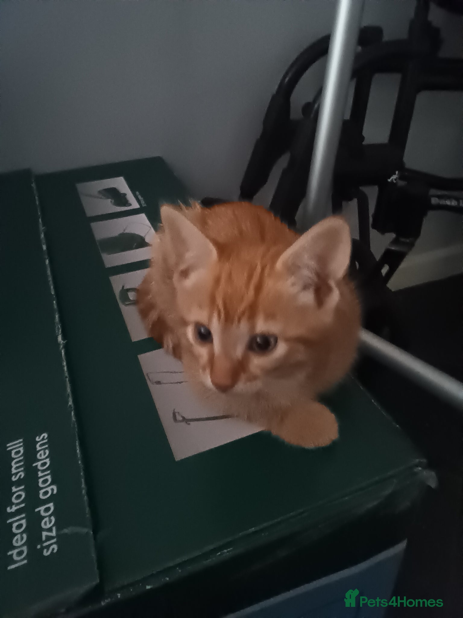 Mixed Breed cats 2 ginger kittens - Advert 3