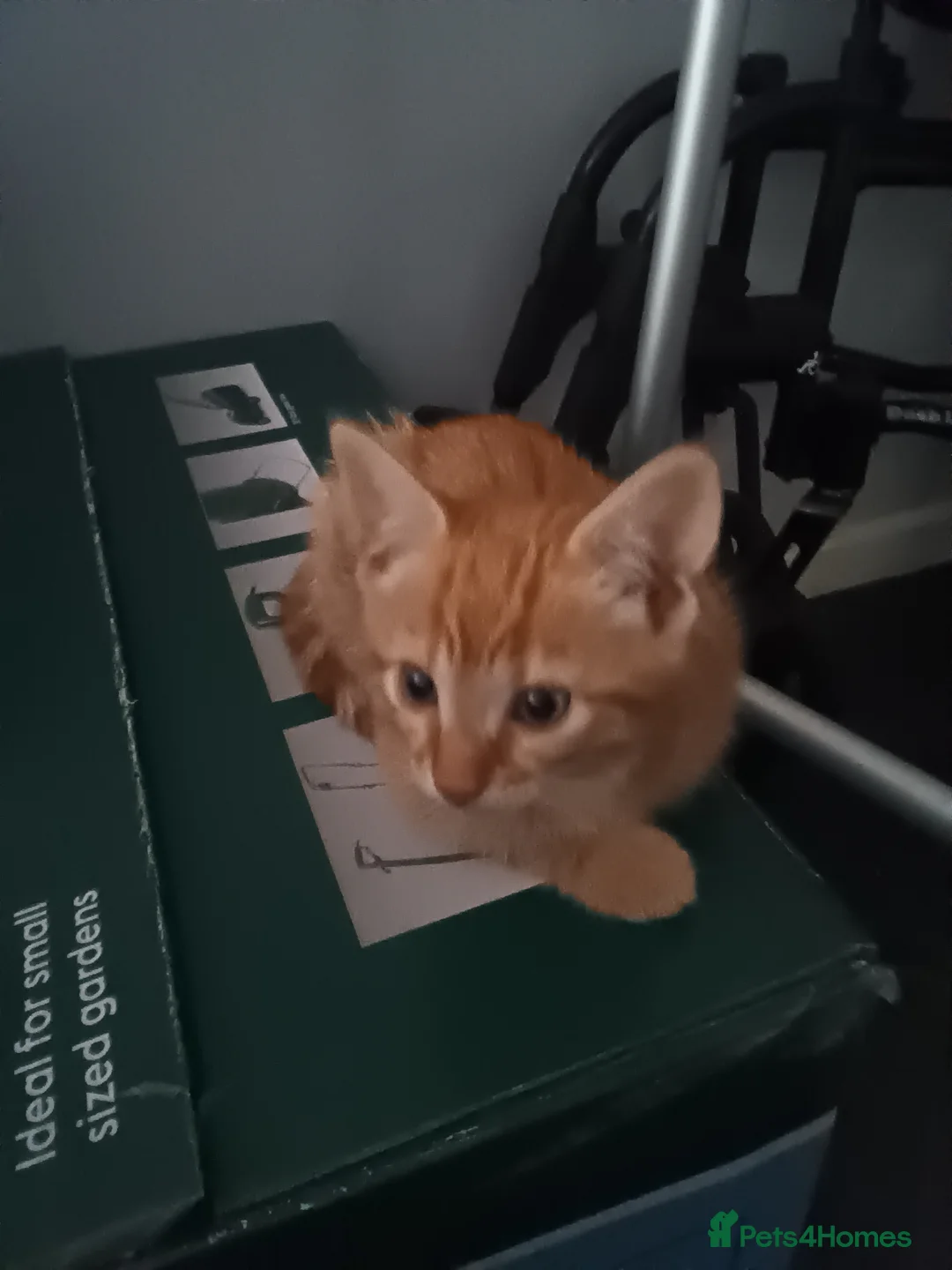 Mixed Breed cats for sale: 2 ginger kittens - Advert 1
