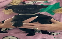 Mixed Breed dogs for sale: 3 lovely little ladys  - Image 3