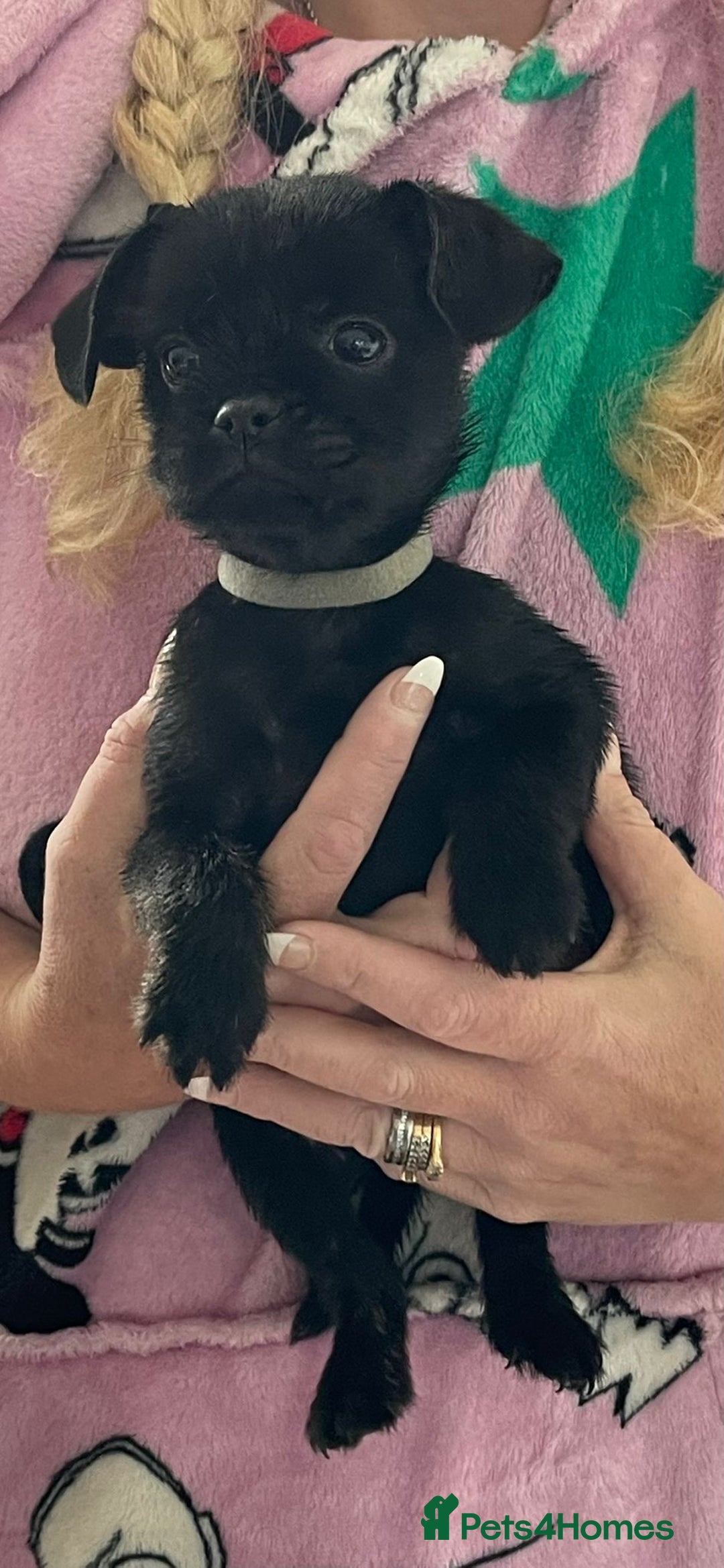 Mixed Breed dogs for sale: 3 lovely little ladys  - Image 3