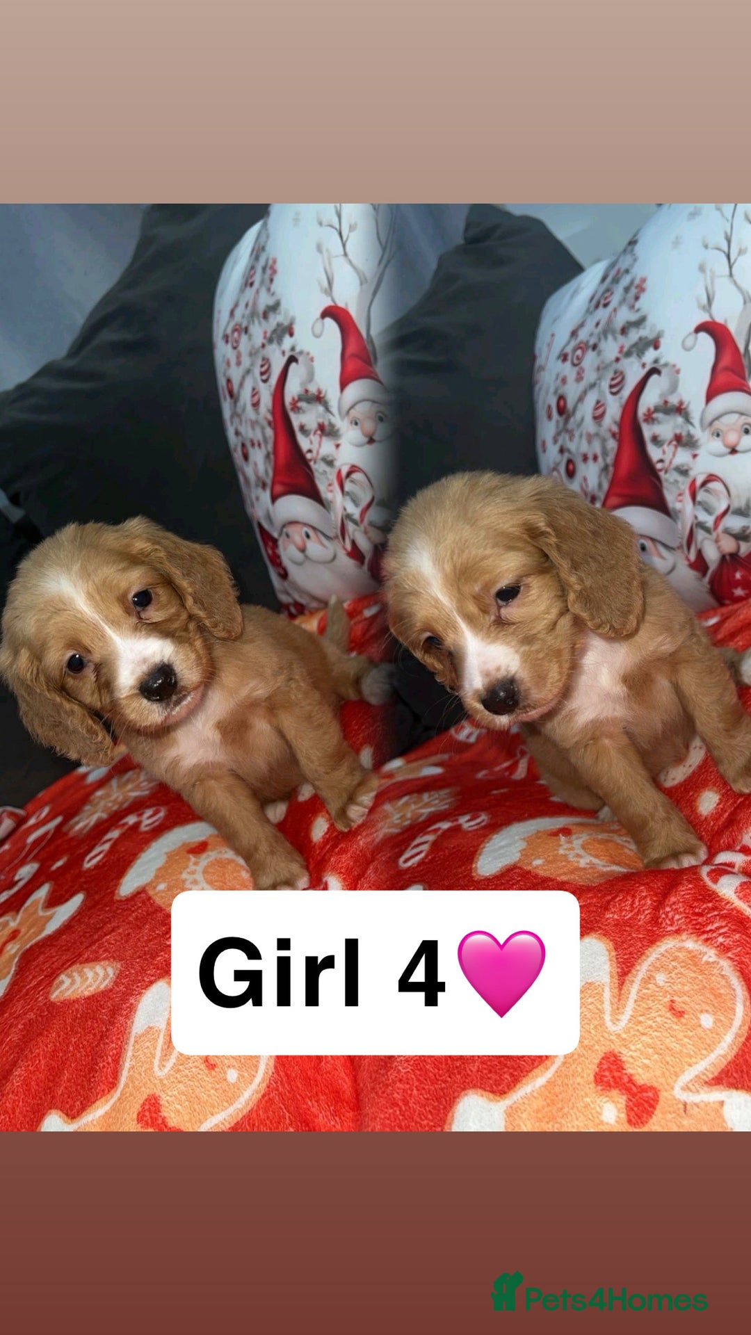 Cocker Spaniel dogs for sale: Gorgeous cocker spaniel puppys - Advert 5