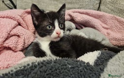 Mixed Breed cats for sale: 2 male kittens - Image 2