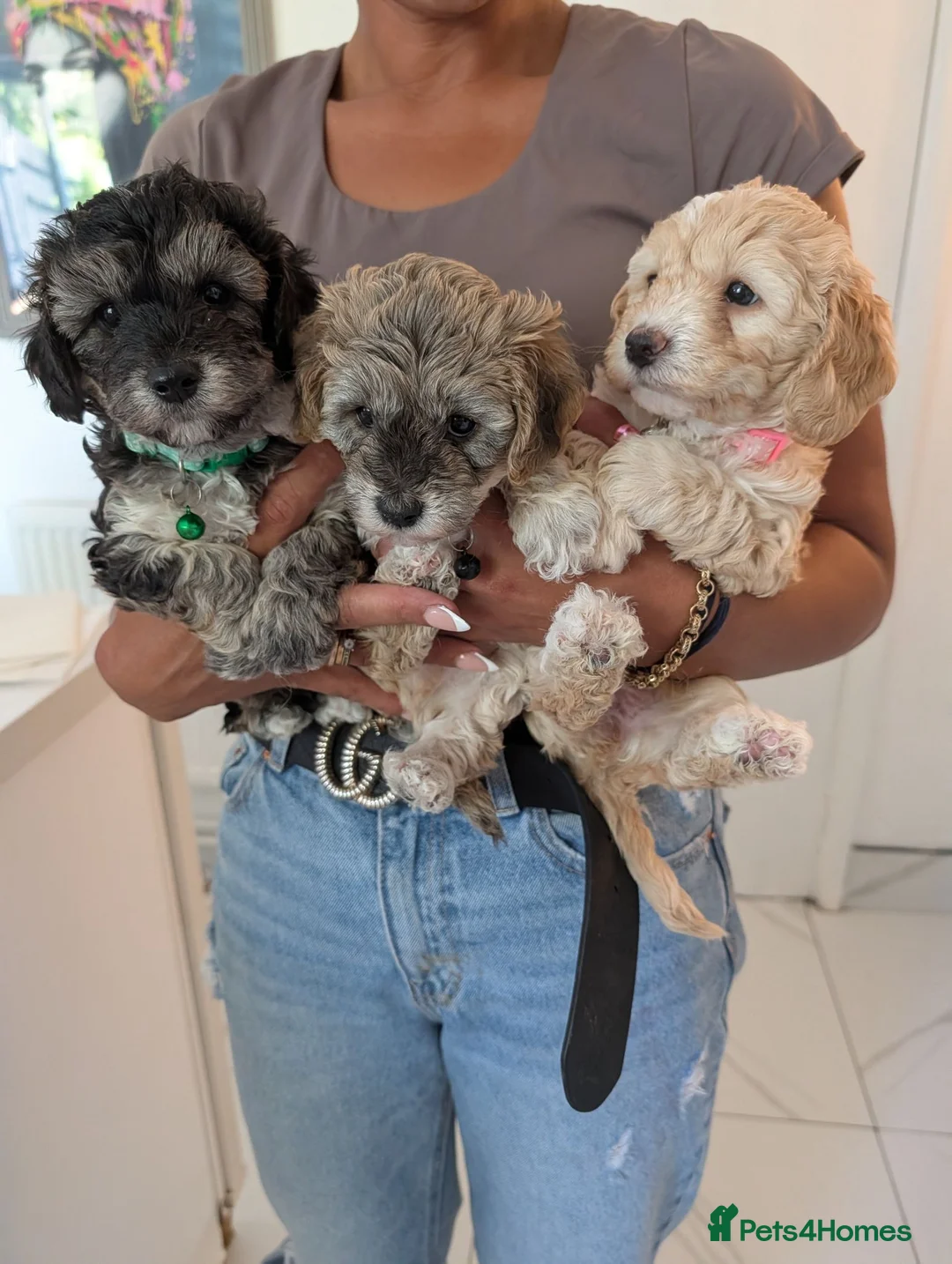 Cavapoochon dogs for sale: Stunning little of cavapoochon puppies  in Leicester - Advert 10