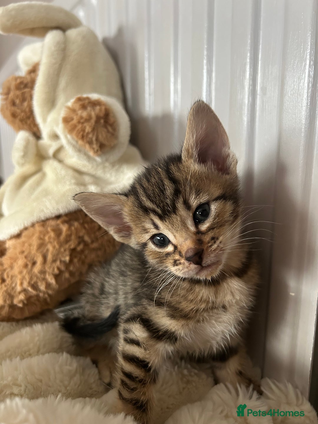 Mixed Breed cats for sale: Oriental cross kittens  - Advert 10