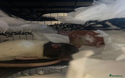 Rat rodents for sale: Rats need rehoming!! - Image 1