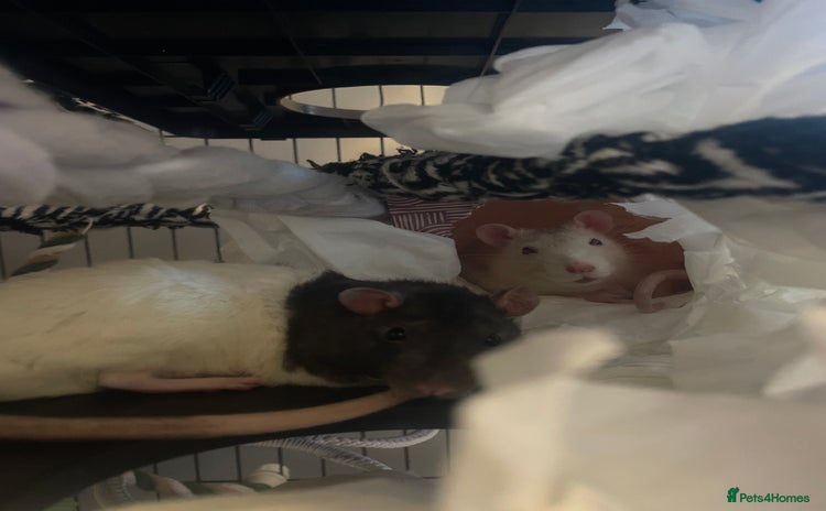 Rat rodents - Advert 5