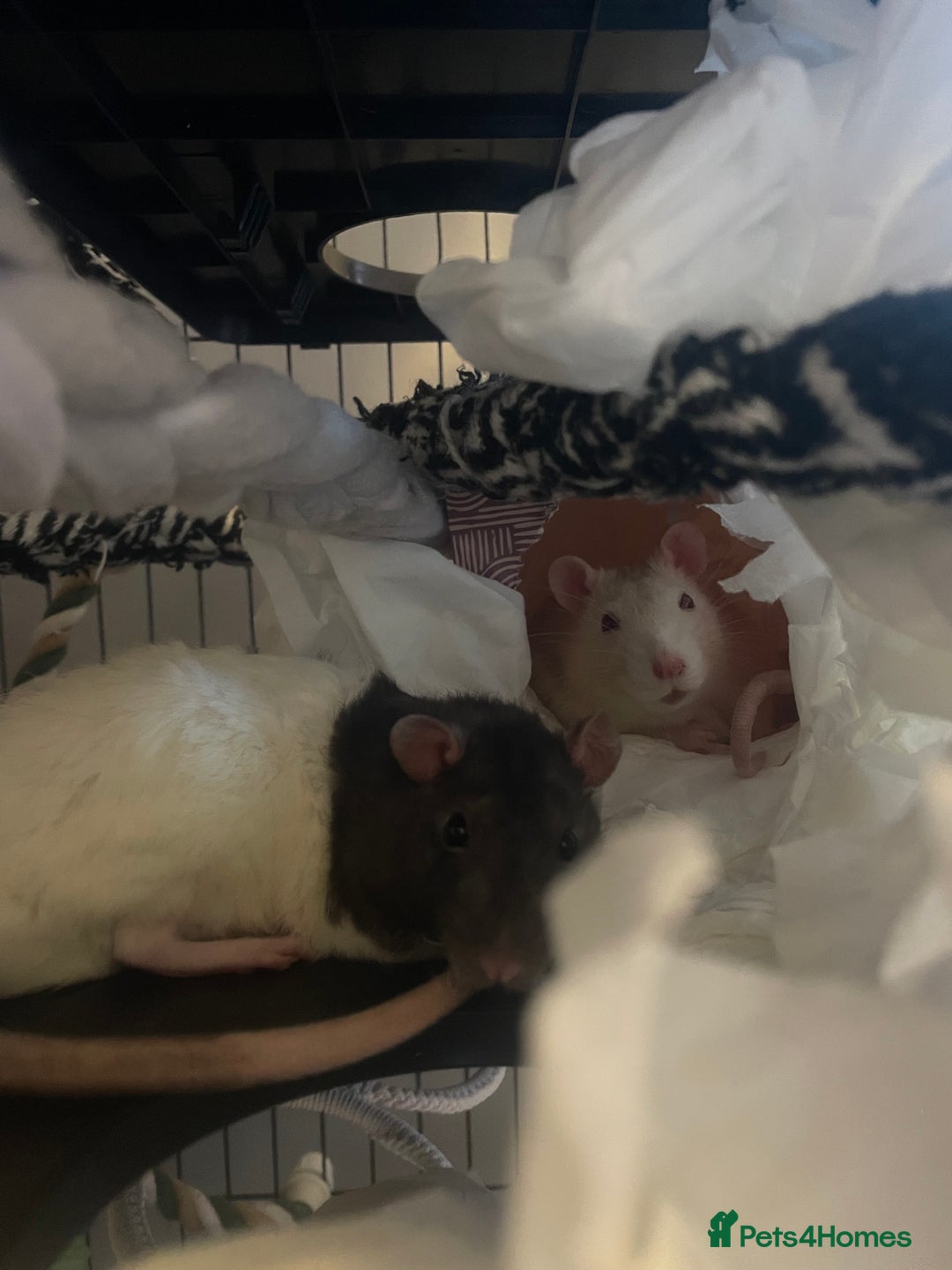Rat rodents for sale: Rats need rehoming!! - Image 1