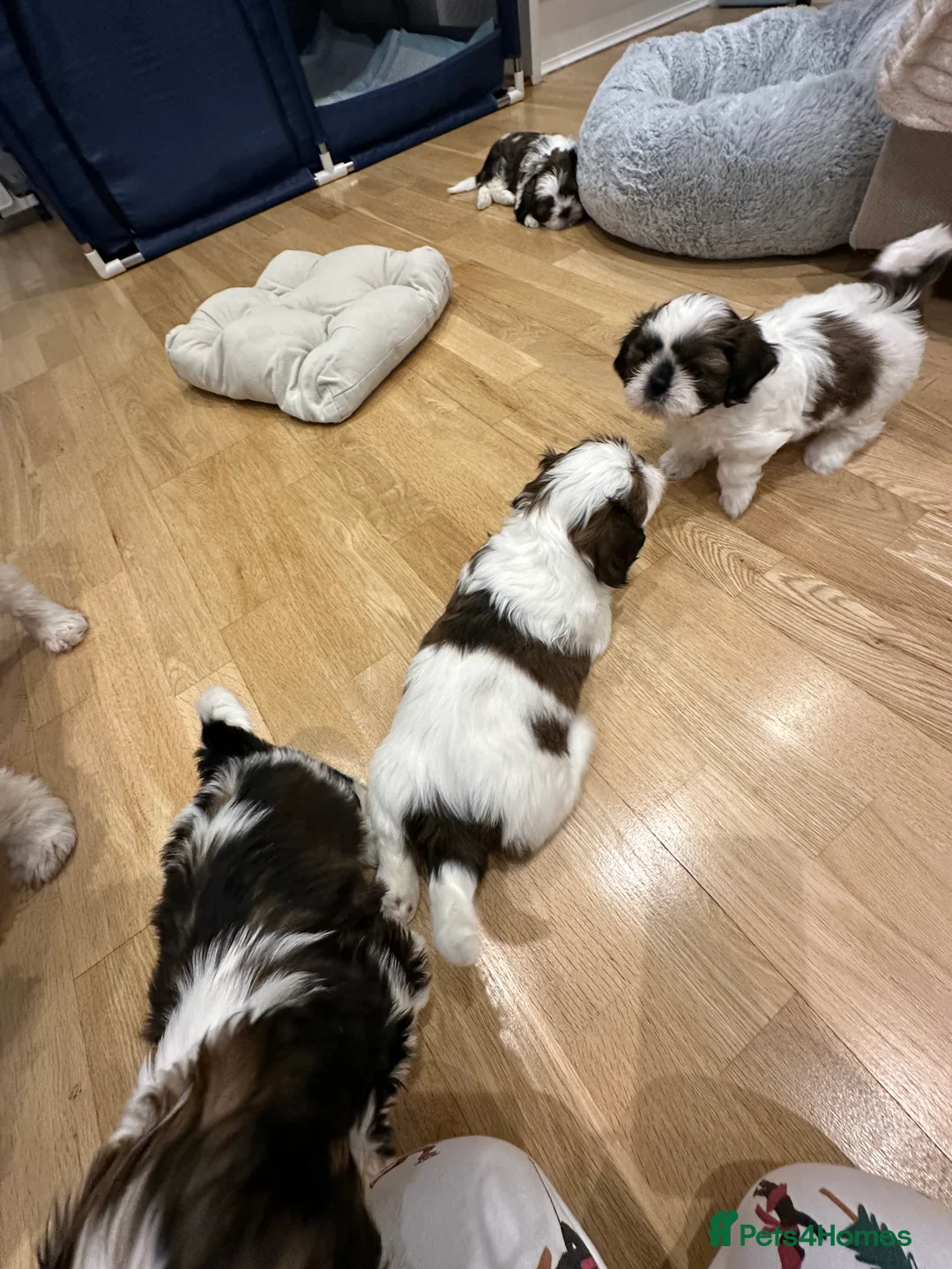 Shih Tzu dogs for sale: Shih Tzu puppies  - Advert 11