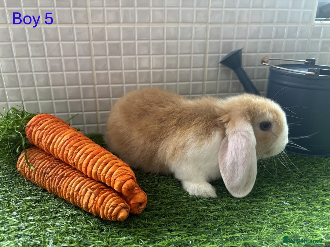 Mini Lop rabbits for sale: Mini lop baby bunnies - Ready now! - Image 20