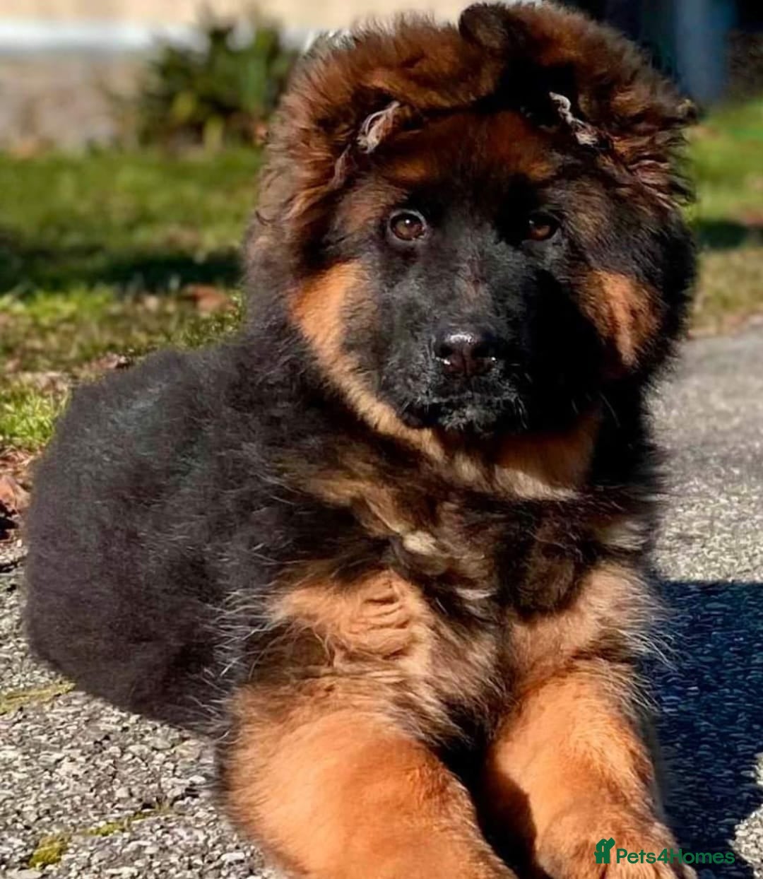 German Shepherd dogs for sale: TOP QUALITY LINES GSD PUPS AVAILABLE NOW - Image 17