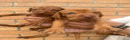 Hungarian Vizsla dogs for sale: EXCEPTIONAL HUNGARIAN VIZSLA PUPPIES in Sleaford - Advert 4