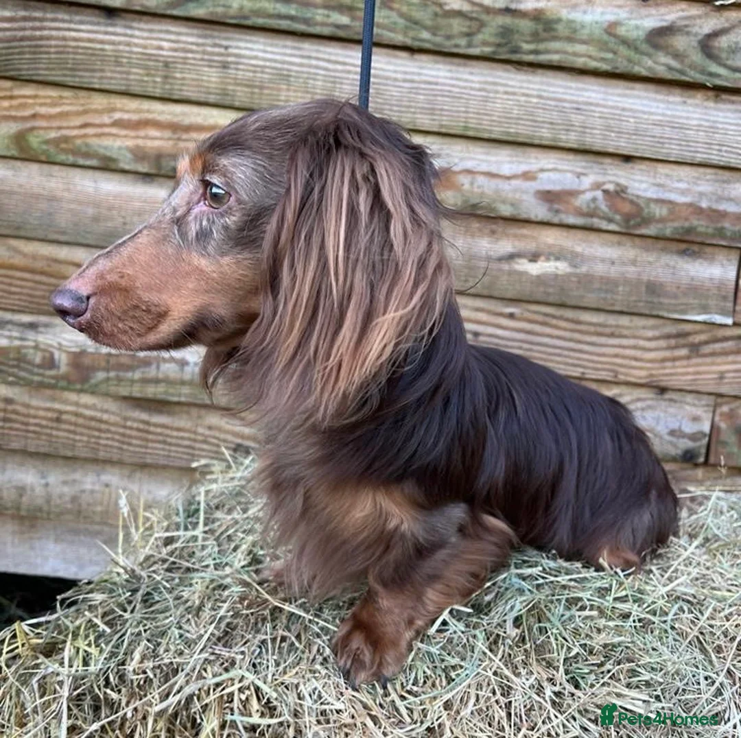Miniature Dachshund dogs for stud: Miniature Long Haired Chocolate & Tan Dapple in Doncaster - Advert 3