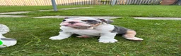 English Bulldog dogs for sale: English bulldog puppy  - Advert 5