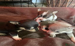 Chihuahua dogs for sale: Small Chihuahua puppies for sale  - Image 1