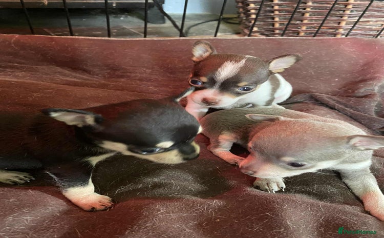 Chihuahua dogs - Advert 5
