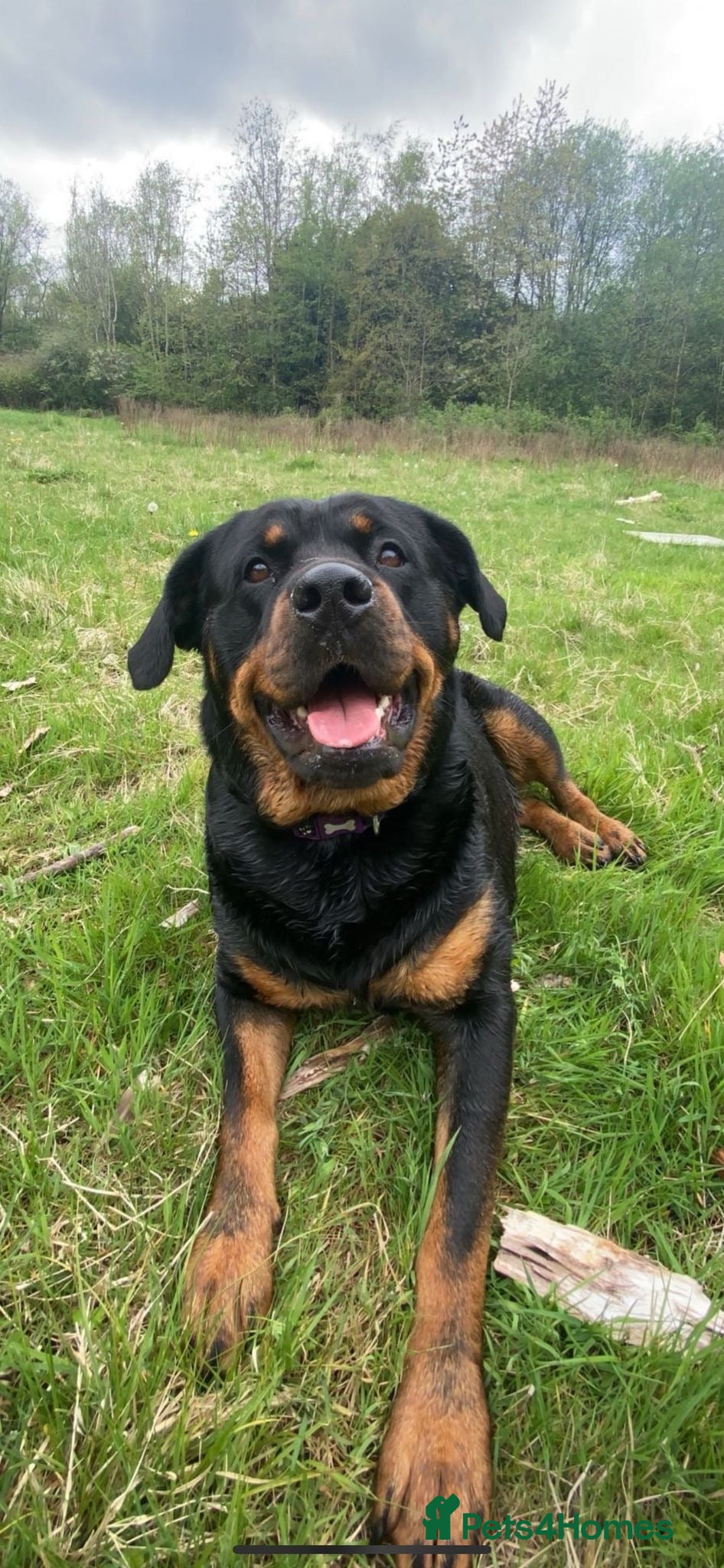 Rottweiler dogs Stunning pups 3 rare - Advert 1