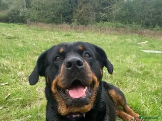 Rottweiler dogs Stunning Rottweilers for sale - Advert 1