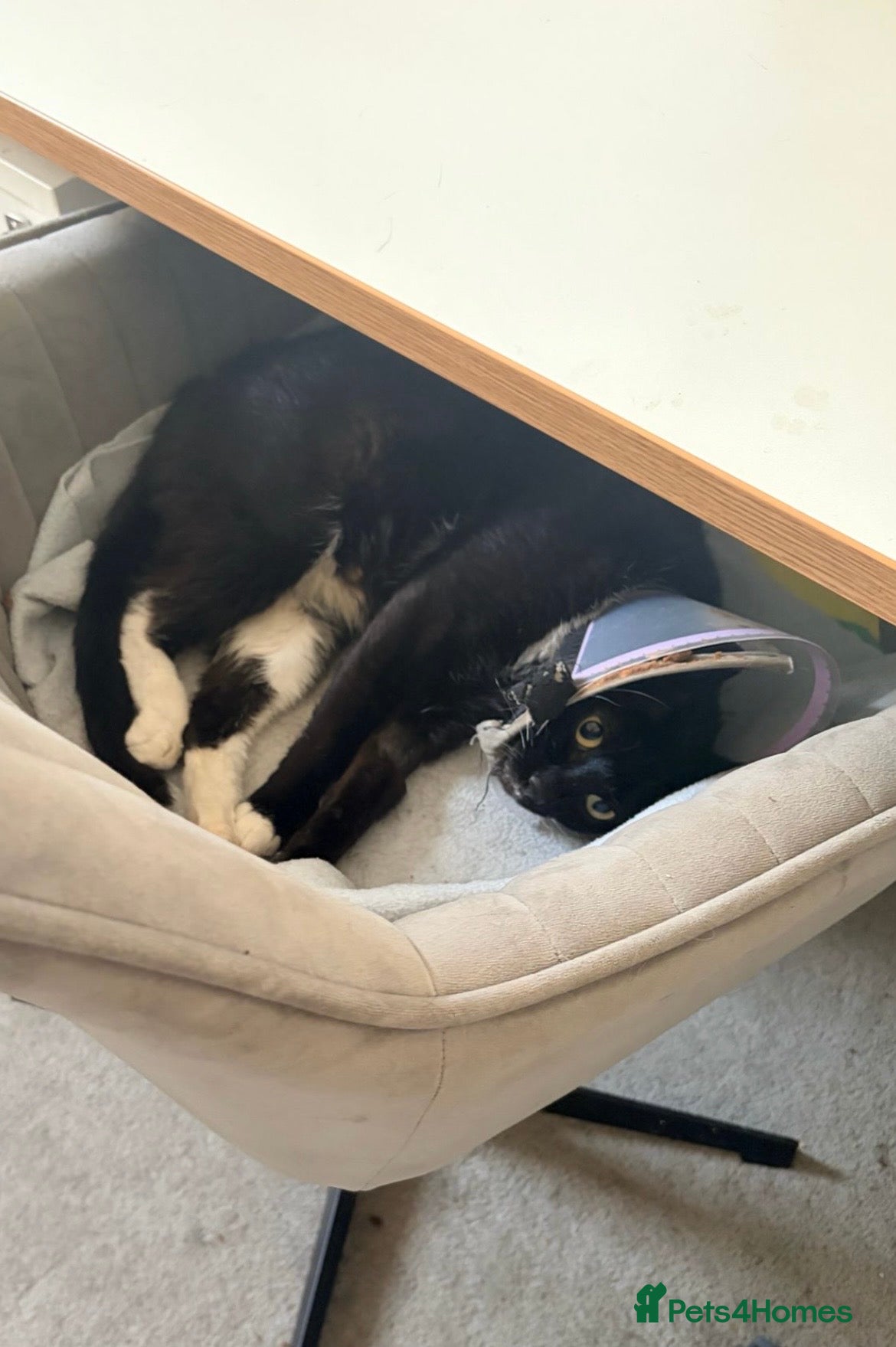 Domestic Shorthair cats FARM HOME - Maggie, 5 years old  - Advert 2