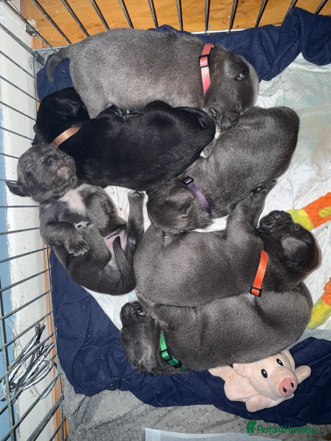 Mixed Breed dogs for sale: Cane corso X patterdale - Advert 4