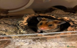 Hamster rodents for sale: Syrian Hamster  - Image 2