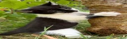 Mixed Breed cats for sale: 3 x Black & white kittens, 1 x boy, 2 x girl in Port Talbot - Advert 11