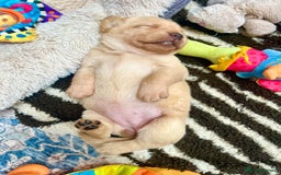 Labrador Retriever dogs for sale: 🐾 Ready 13th Oct. KC vet approved only 3 left 💕 - Image 11