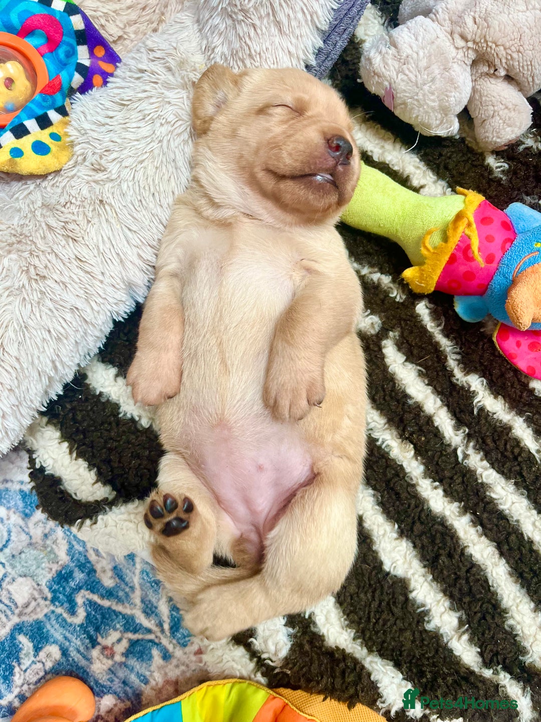 Labrador Retriever dogs for sale: 🐾 Ready 13th Oct. KC vet approved only 3 left 💕 - Image 11