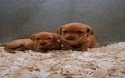 Labrador Retriever dogs for sale: Fox Red Labrador Puppies Girls Available 🌟 - Image 5