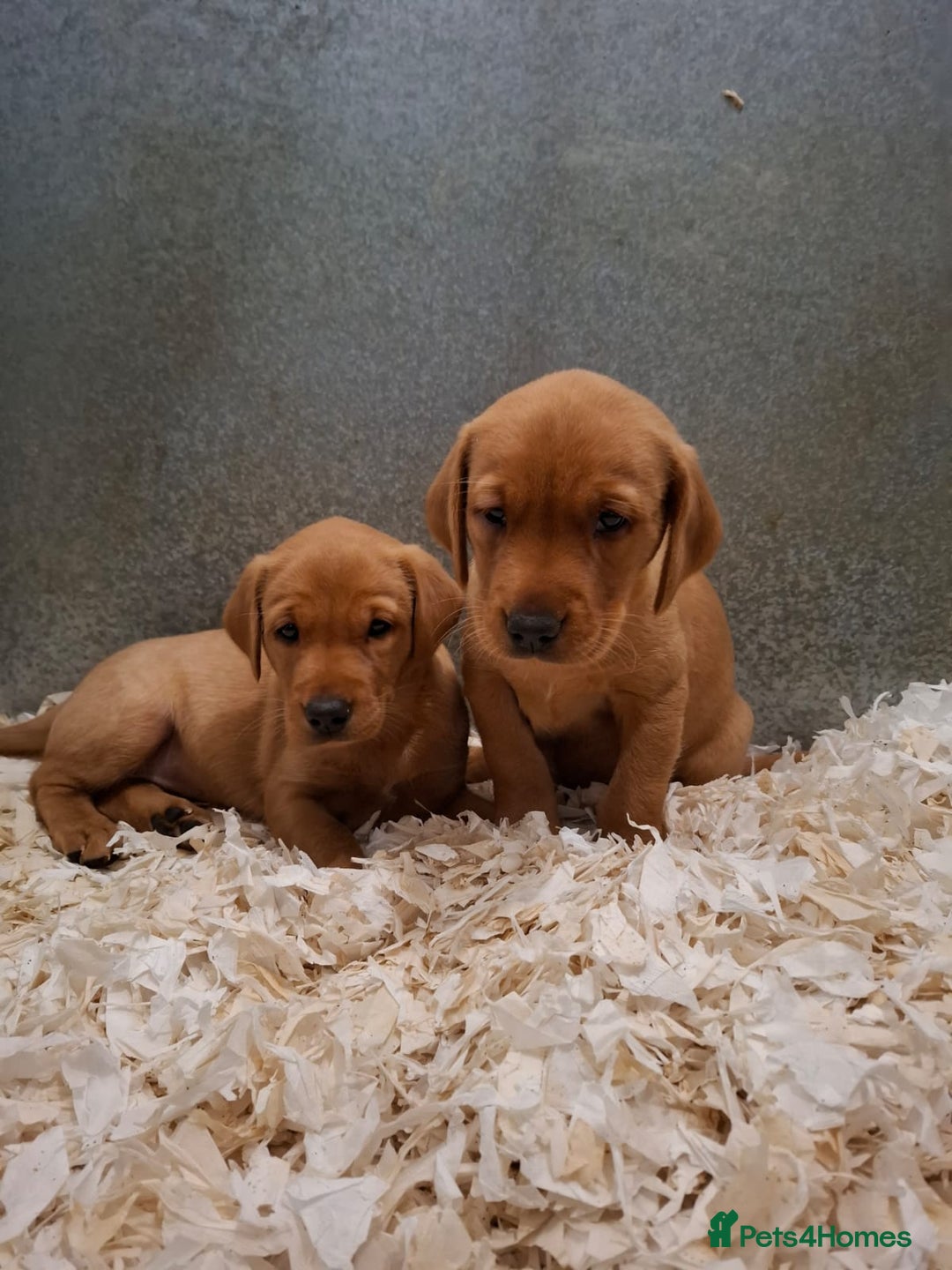 Labrador Retriever dogs for sale: Fox Red Labrador Puppies Girls Available 🌟 - Image 5