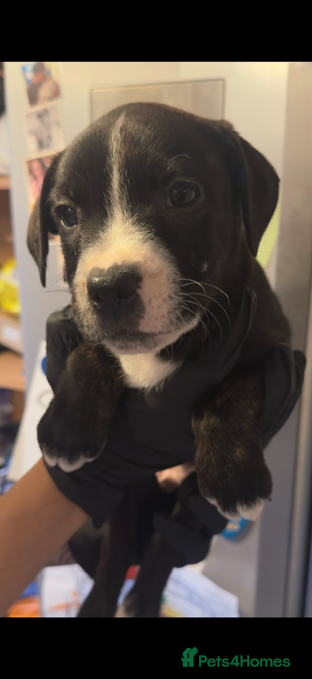 Staffordshire Bull Terrier dogs for sale: Male Staffordshire Bull Terrier Mix Puppies - Advert 3