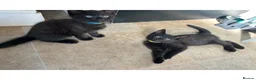 Mixed Breed cats for sale: Half bengal kittens  in Pentre - Advert 6