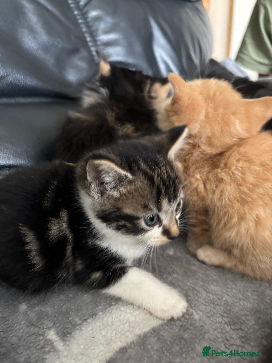 Mixed Breed cats for sale: sweet, cute kitten (Bsh X persian)  - Image 6