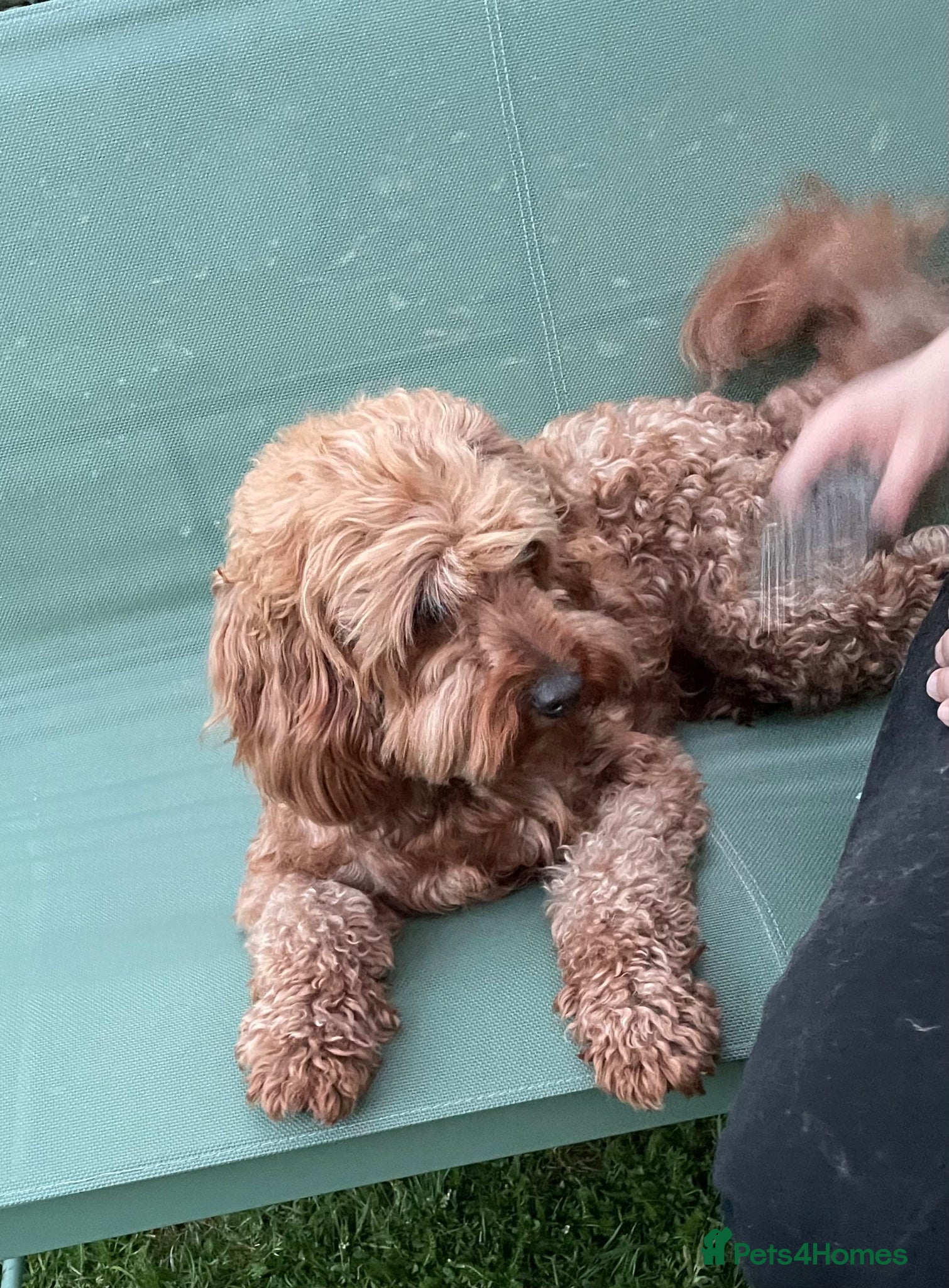 Cavapoo dogs for stud: Stud  - Advert 5