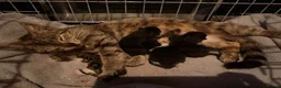 British Shorthair cats for sale: *** Beautiful Kittens *** - Advert 4