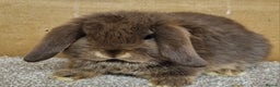 Mini Lop rabbits for sale: Gorgeous mini lop babies - Advert 4