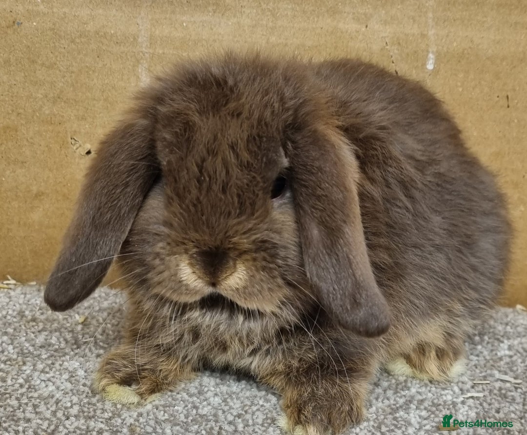 Mini Lop rabbits for sale: Gorgeous mini lop babies - Advert 4